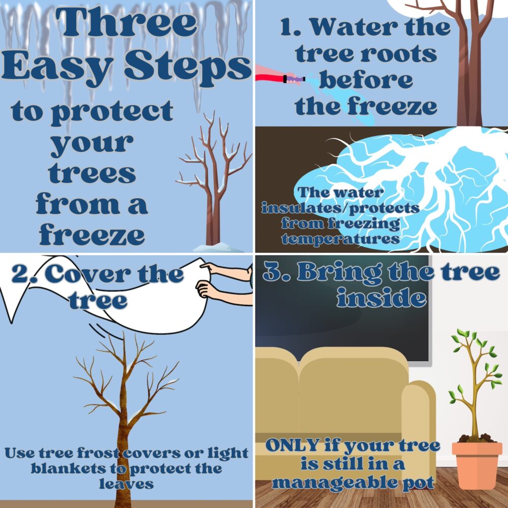 How To Protect Your Trees Before A Freeze - TreeFolks